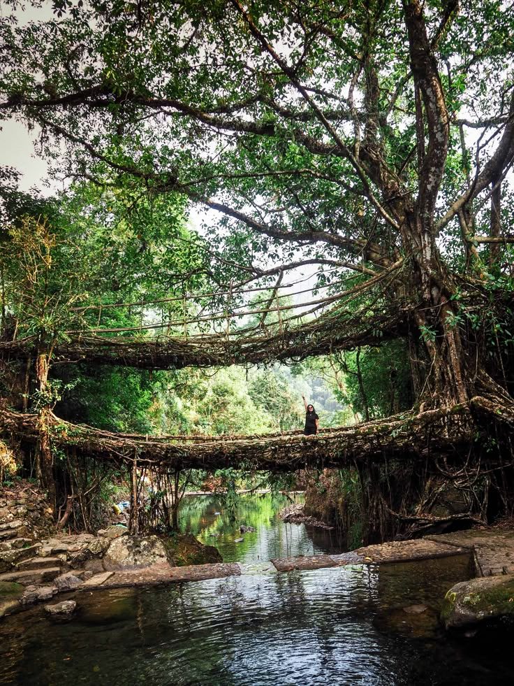 Meghalaya’s Living Root Bridges Trek